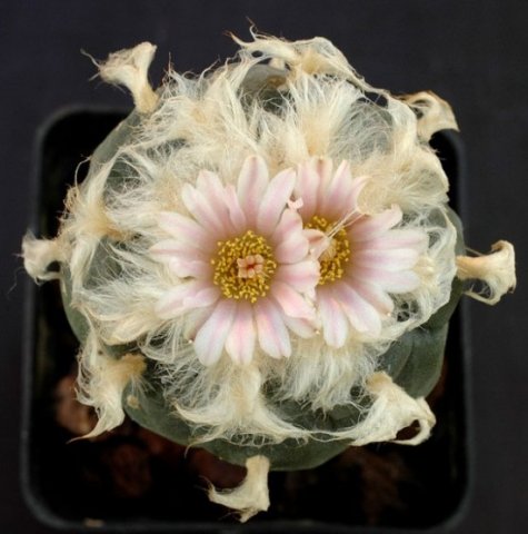 Lophophora_williamsii_5